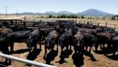 Feeding profits